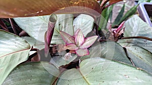 Calathea loeseneri (Goeppertia loeseneri): Silver Top Leaves, Purple Undersides, Pink Bloom, Indoor Plant photo