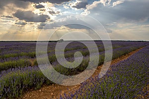 Captivating sunset sky over lavender fields - a stunning stock photography