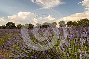 Captivating sunset sky with sunbeams over lavender fields - fascinating stock photography