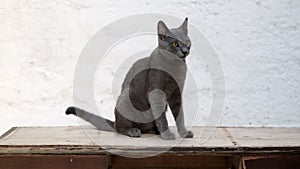 Captivating video of a grey Blue Russian cat positioned on a table against a white wall