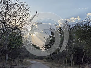 Sun Rays Piercing Through Forest Trees Over a Winding Path