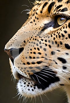 Captivating Wild Carnivore Close-up Photo of Intense Piercing Stare of Leopard Looking at its Prey