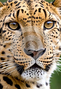 Captivating Wild Carnivore Close-up Photo of Intense Piercing Stare of Leopard Looking at its Prey