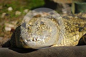 Captive Alligators Details of Teeth and Jaws Powerful Animals