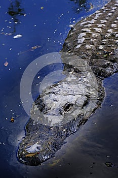 Captive Alligators Details of Teeth and Jaws Powerful Animals