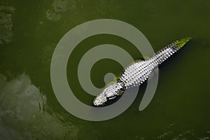 Captive Alligators Details of Teeth and Jaws Powerful Animals