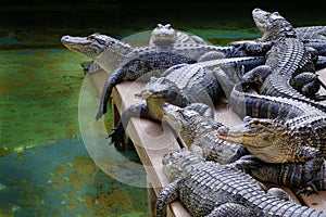 Captive Alligators Details of Teeth and Jaws Powerful Animals