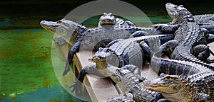 Captive Alligators Details of Teeth and Jaws Powerful Animals