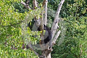 A spectacled Andean bear climbing in a tree