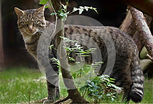 Scottish wildcat Felis sylvestris nominate or F S grampia photo