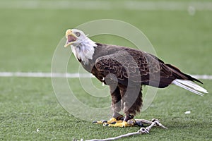 A captive bald eagle calls out