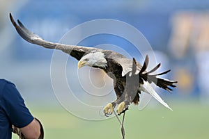 A captive bald eagle flies to its handler