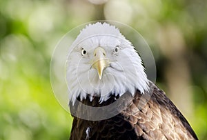 Captive Bald Eagle portrait, Bear Hollow Zoo, Athens Georgia USA