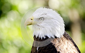 Captive Bald Eagle portrait, Bear Hollow Zoo, Athens Georgia USA