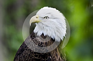 Captive Bald Eagle profile, Bear Hollow Zoo, Athens Georgia USA