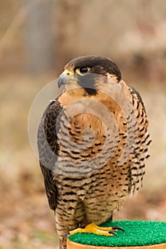 A captive barbary falcon Falco pelegrinoides, falconry