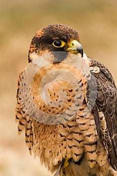 A captive barbary falcon Falco pelegrinoides, falconry