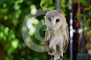Captive barn owl