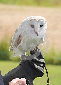 Captive barn owl sitting on hand