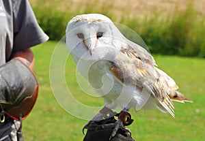 Captive barn owl sitting on hand