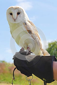 Captive barn owl sitting on hand