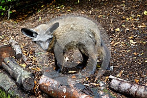 Captive bat-eared fox in zoo