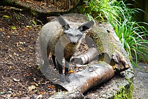 Captive bat-eared fox in zoo