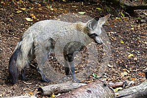 Captive bat-eared fox in zoo