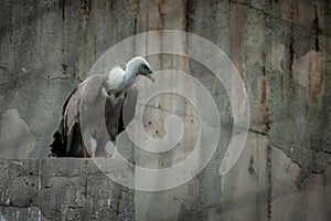 Captive beauty: A close-up of a vulture in Sofia Zoo