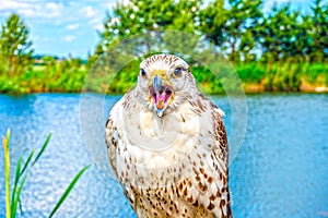 Captive bird of prey on lake background