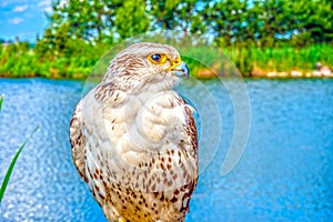 Captive bird of prey on lake background