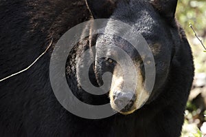 Captive Black Bear, Bear Hollow Zoo, Athens Georgia USA