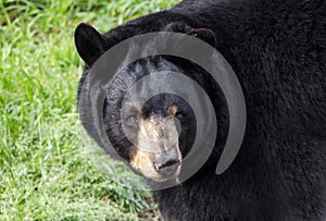 Captive Black Bear, Bear Hollow Zoo, Athens Georgia USA