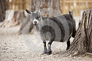 Captive Black Goat at a Local Zoo