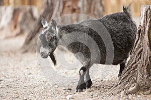 Captive Black Goat at a Local Zoo