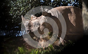 Smiling Black Rhinoceros photo