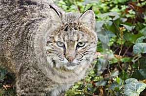 Captive Bobcat, Bear Hollow Zoo, Athens Georgia USA