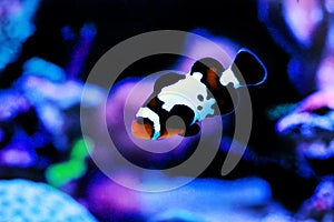 Captive-Bred Black Ice Ocellaris Clownfish  - Amphriprion ocellaris