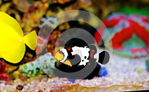 Captive-Bred Black Ice Ocellaris Clownfish  - Amphriprion ocellaris