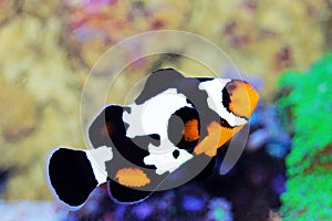 Black Ice Ocellaris Clownfish  - Amphriprion ocellaris photo