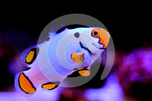 Captive-Bred Extreme Snow Onyx Clownfish  - Amphriprion ocellaris x Amphriprion percula