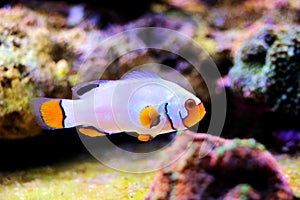 Captive-Bred Extreme Snow Onyx Clownfish  - Amphriprion ocellaris x Amphriprion percula