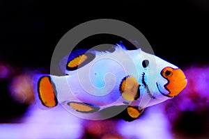 Captive-Bred Extreme Snow Onyx Clownfish  - Amphriprion ocellaris x Amphriprion percula