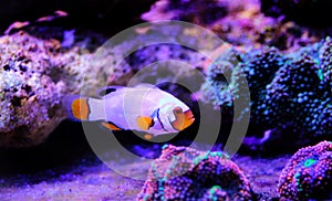 Captive-Bred Extreme Snow Onyx Clownfish  - Amphriprion ocellaris x Amphriprion percula