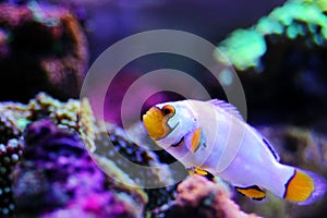 Captive-Bred Extreme Snow Onyx Clownfish  - Amphriprion ocellaris x Amphriprion percula