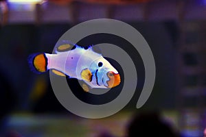 Captive-Bred Extreme Snow Onyx Clownfish  - Amphriprion ocellaris x Amphriprion percula