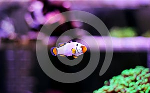 Captive-Bred Extreme Snow Onyx Clownfish  - Amphriprion ocellaris x Amphriprion percula