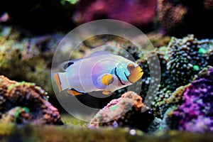 Captive-Bred Extreme Snow Onyx Clownfish  - Amphriprion ocellaris x Amphriprion percula