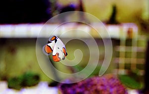 Captive-Bred Extreme Snow Onyx Clownfish  - Amphriprion ocellaris x Amphriprion percula photo