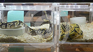 Captive bred snakes for sale. Small plastic boxes with captive bred ball pythons of various morphs placed on stall on Chatuchak